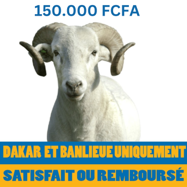 Mouton de 140.000 FCFA...
