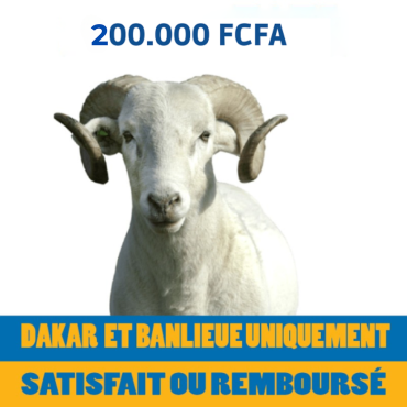 Mouton de 190.000 FCFA...