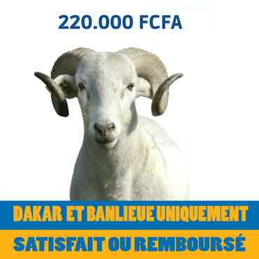 Mouton de 210.000 FCFA...