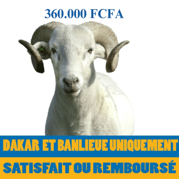 Mouton de 350.000 FCFA...